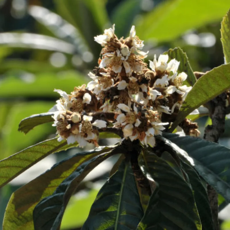 

10 Pieces Front Rear Lower Arm Set Parts Arms for LC Racing Ptg-2 1/10