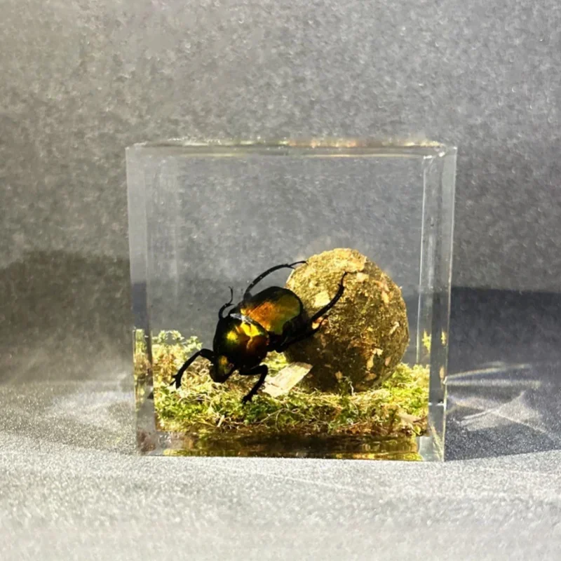 Resin Real Dung Beetle Specimen Taxidermy Animal Skull Clear Resin Epoxy Insect Sample Bug House Decoration Table Accessories