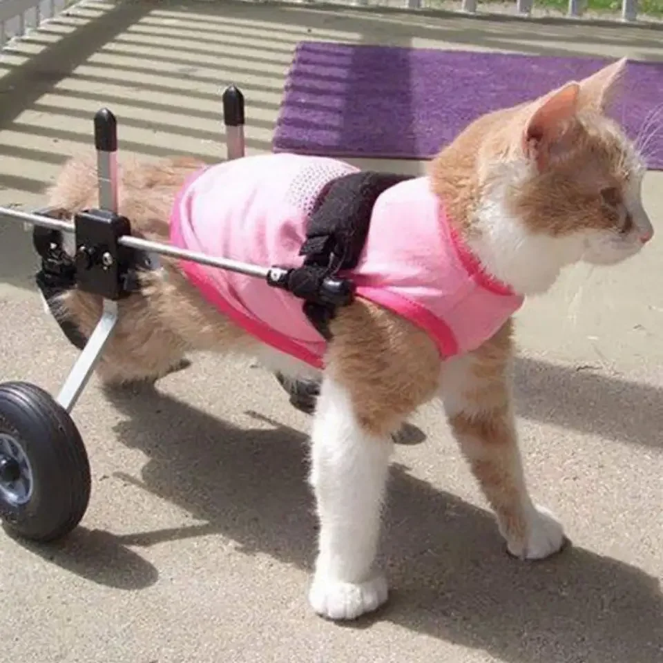 Cat specific wheelchair pet hind limb disability scooter spinal fracture rehabilitation training vehicle super lightweight