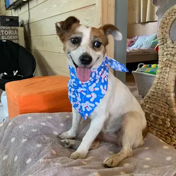 10/40/80 件裝,4 種尺寸可選,100% 純棉透氣狗狗頭巾,中大型犬適用,寵物頭巾,包郵 10 最佳銷售 寵物頭巾 - №8