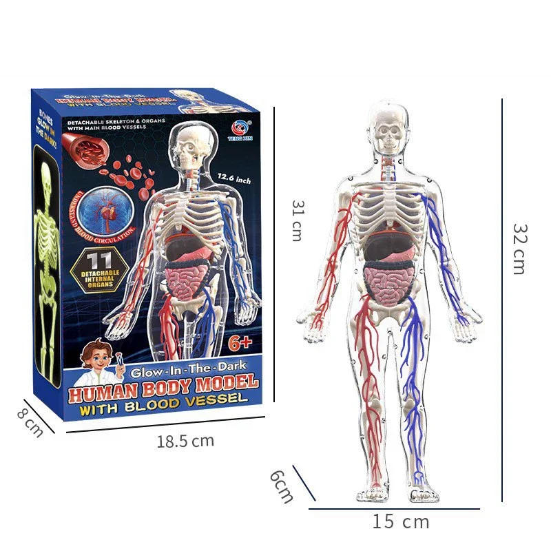 Kids Human Body Anatomy Kit STEM Science Toy Skeleton Organs Bones Assembled Educational Game