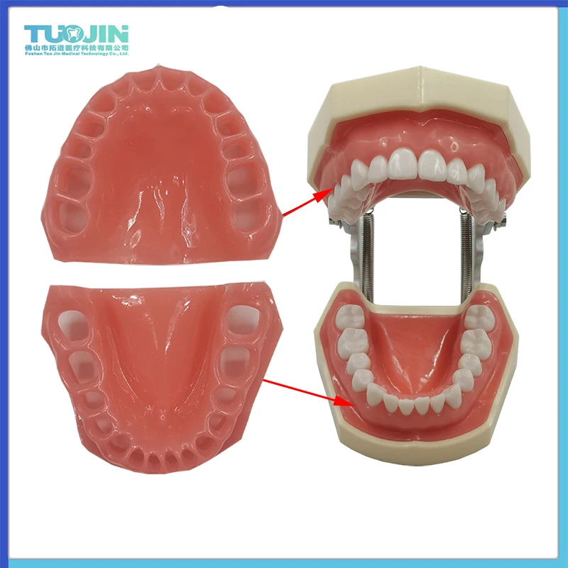 1 zestaw Dental symulacja głowa Model stomatologia Model zęba Phantom Eendodontics żywica zęby akcesoria dydaktyczne miękkie dziąsła