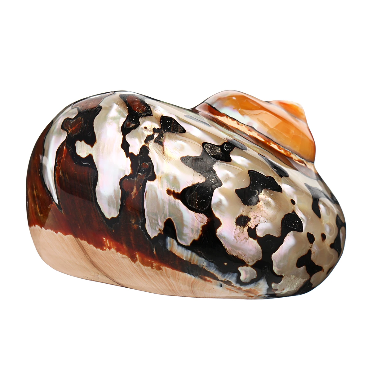 Imagem -04 - Conchas de Caranguejo Eremita Africano Sarmaticus Brown Jade Turbo Shell Seashell Sul Africano Turbante Natural Casa do Caracol Pcs