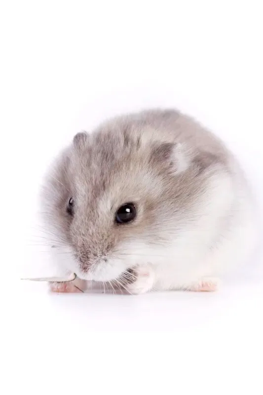 

FOR WPL C14 C24 C34 C44 C54 B14 B24 Metal Front Rear Axle and Drive Shaft Set 1/16 RC Car Upgrade Parts Accessories