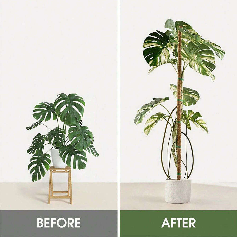 Moss Pole for Plants Monstera - Sphagnum Moss Dry ulasan dan harga