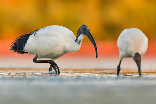 

4Pcs 2.6 Inch Metal Beadlock Wheel Rim 135mm Rubber Tire Tyre for 1/10 RC Crawler Car Axial SCX10 Wraith RR10 Capra, 1