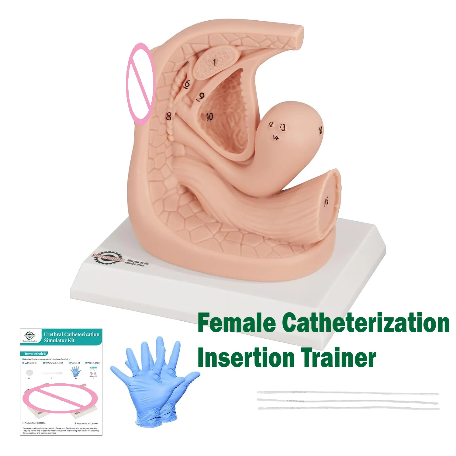 Female External Genital Anatomy Model Catheterization Insertion Trainer Kit for Medical Students Educational Demonstration