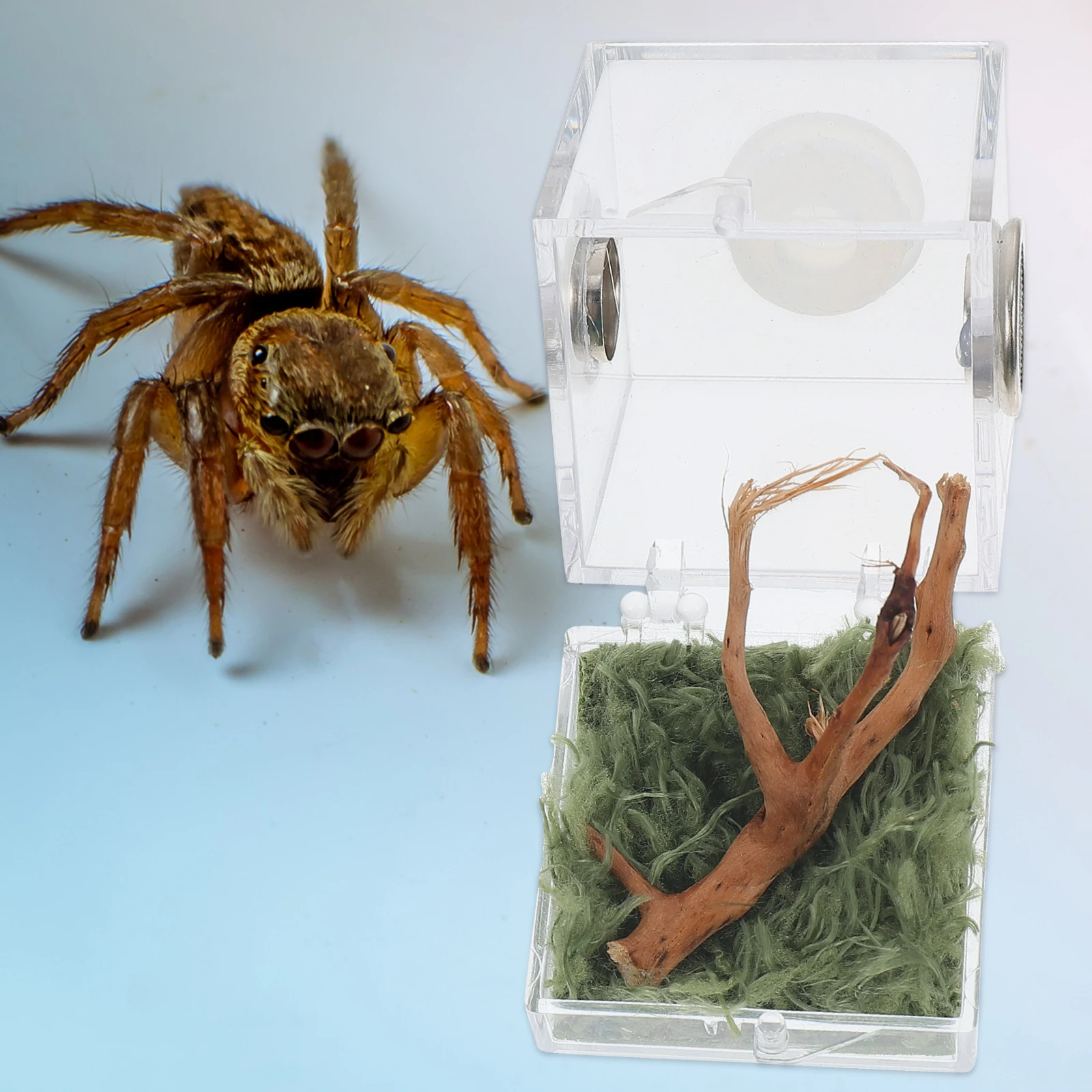 Spider Habitat Box Glass Breeding Container Lightweight Small Size Insect Snail Spider Reptile Beetle Pet Case