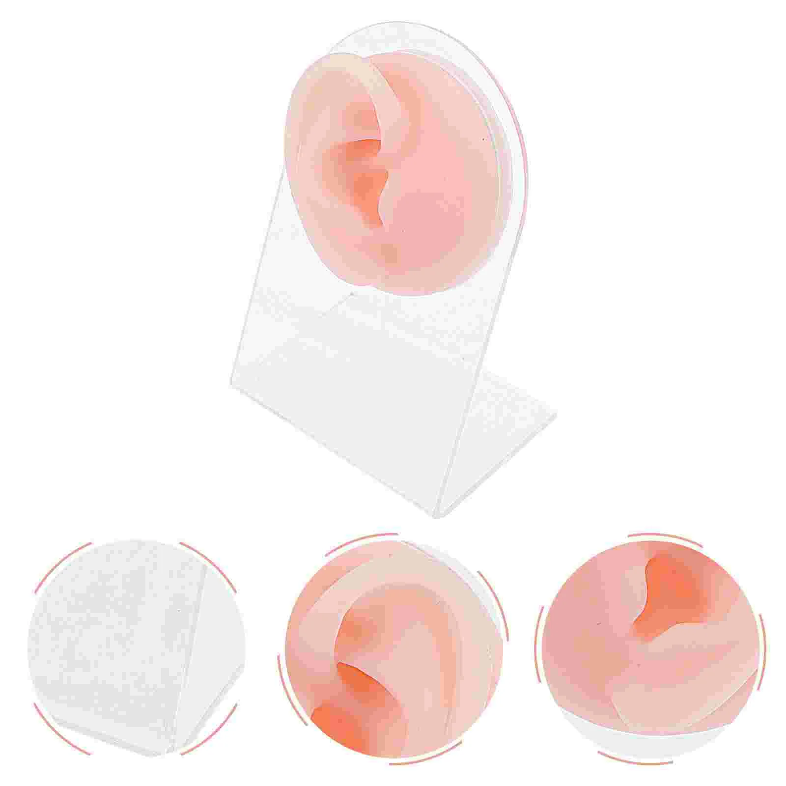 Ear Jewelry Holder Stud Silicone Piercing Model Sturdy Display Tool Acrylic Center Teaching for Structure