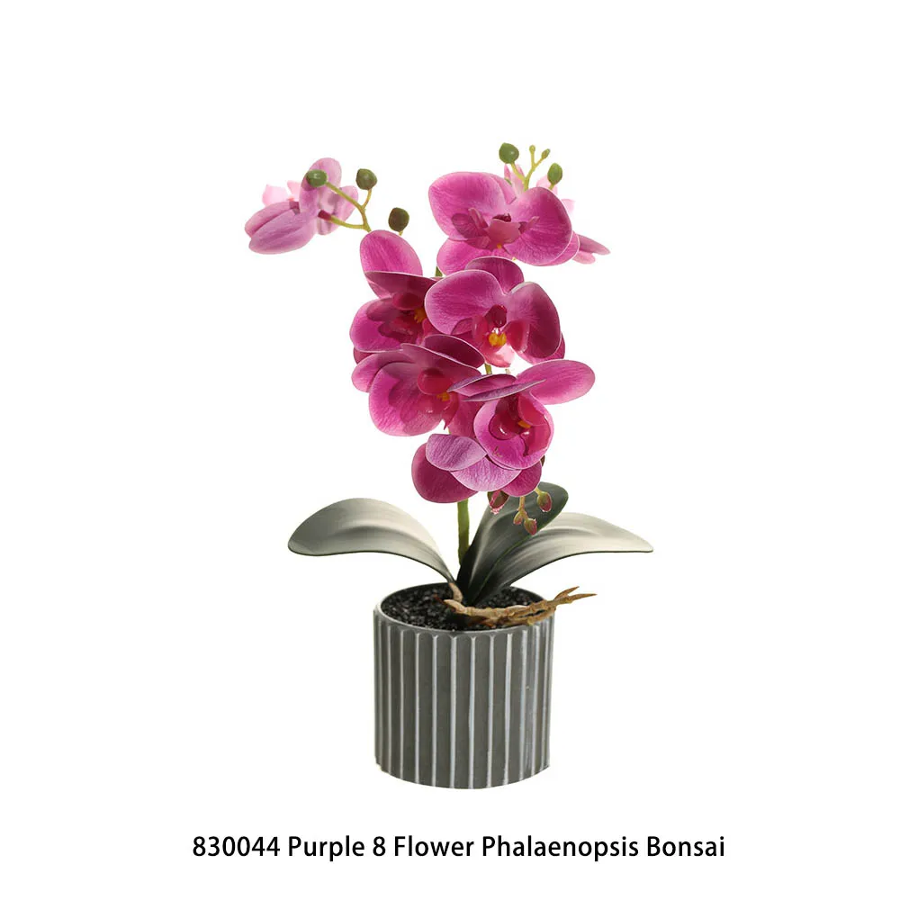 bonsai frs bro Bonsai Ficus Retusa XL (forma S)  Secret Garden Plant Shop