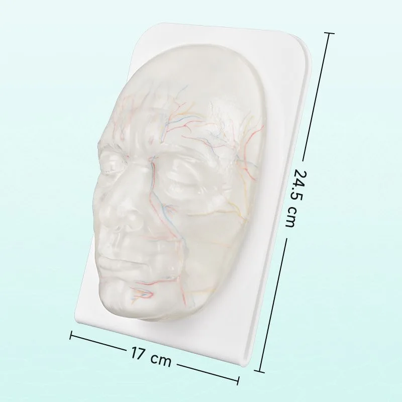 

Micro-plastic injection facial aesthetic surgery thread lifting facial high-transparency neurovascular human head model