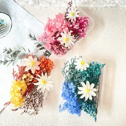 1 Box of Dried Flower Ancient Style Fan B Material Bag Children's Handmade Eternal Flower Material Frame Dried Flower Material