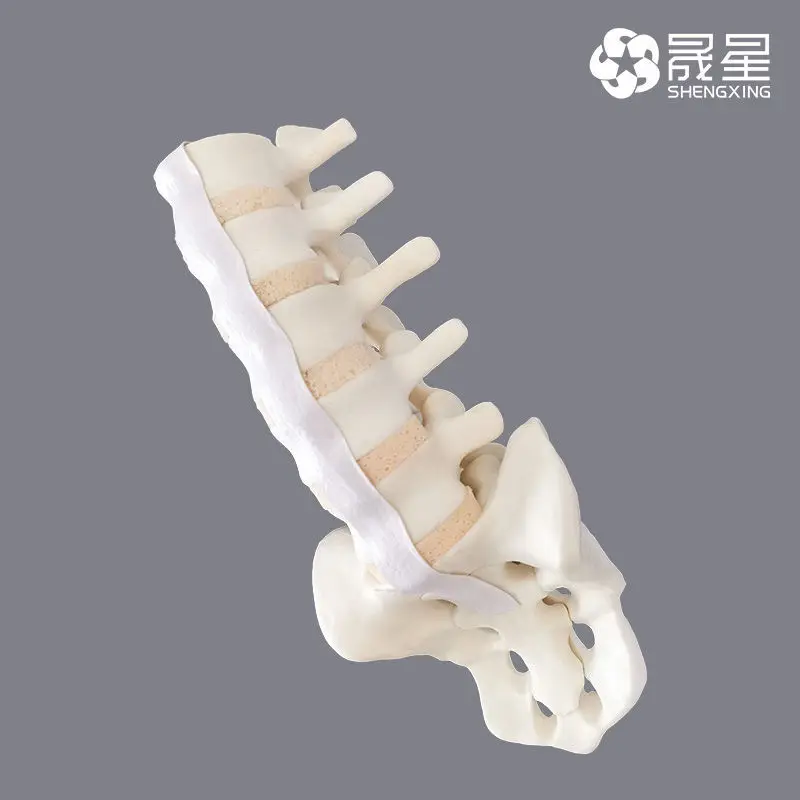 

Lumbar 1 to sacral simulated bone Sawbones pseudo bone workshop preoperative practical training