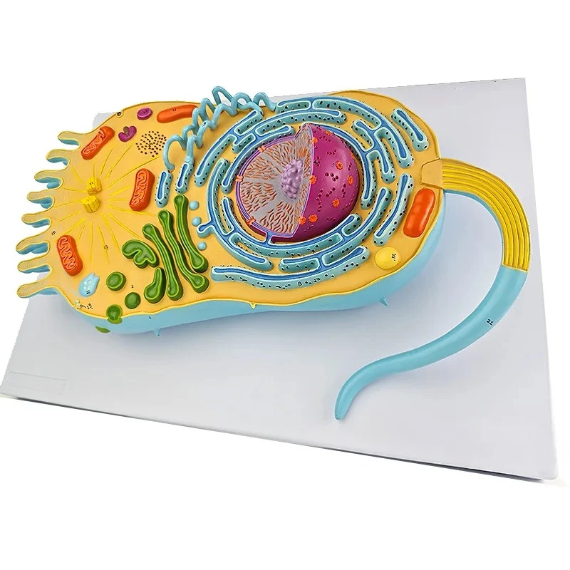 Eukaryotic Cell Structure Model, Eukaryotes, Cell Biology, Teaching