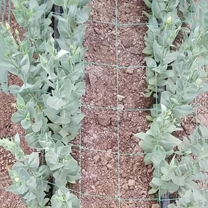 Mạng lưới leo núi bảo vệ hoa khỏi cây leo sáng kinh viên buổi sáng hoa vinh quang hoa cucumber cucumber 12 Hạt bán hàng chính dưa chuột - №10