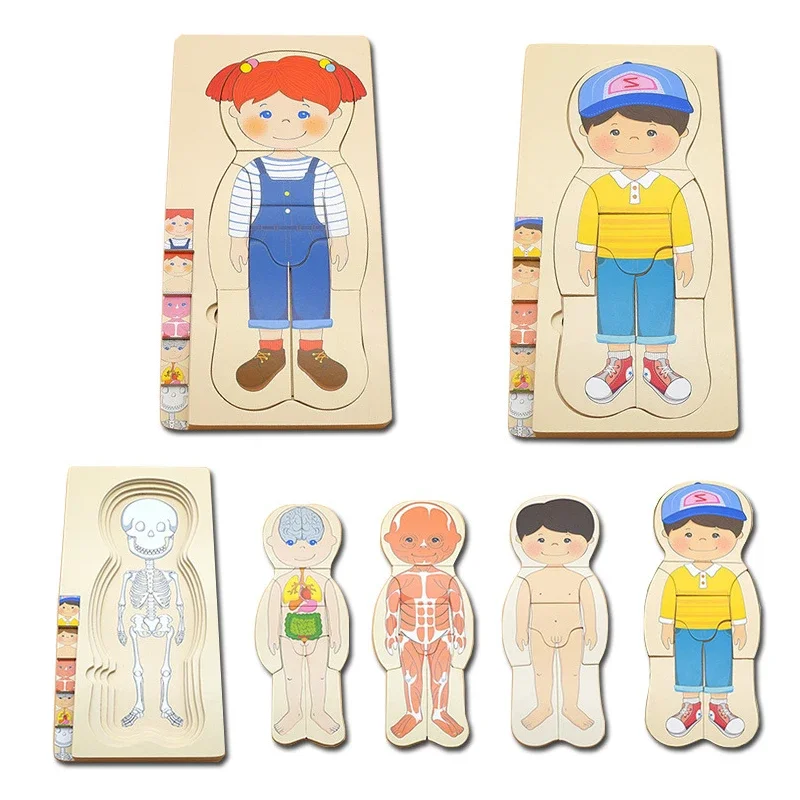 

Montessori Teaching Aids Multi-layer Human Body Structure Puzzle Board Children Organs Cognitive Educational Jigsaw Wooden Toys