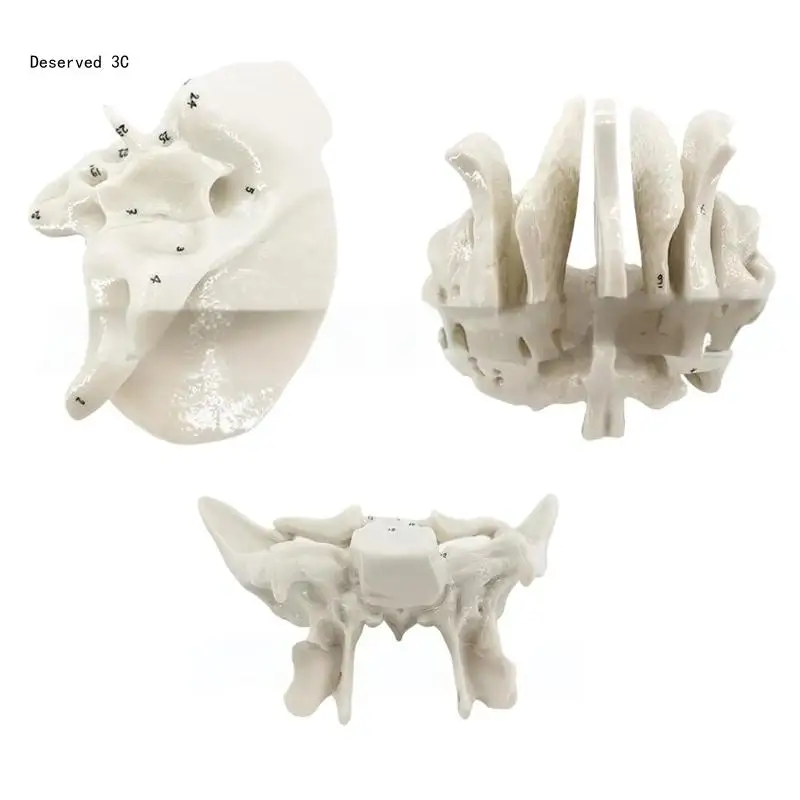 Human Skeleton Model for Anatomy Ethmoid Bone Model Teaching Aid Practical Temporal Bone Model Hospital Supplies