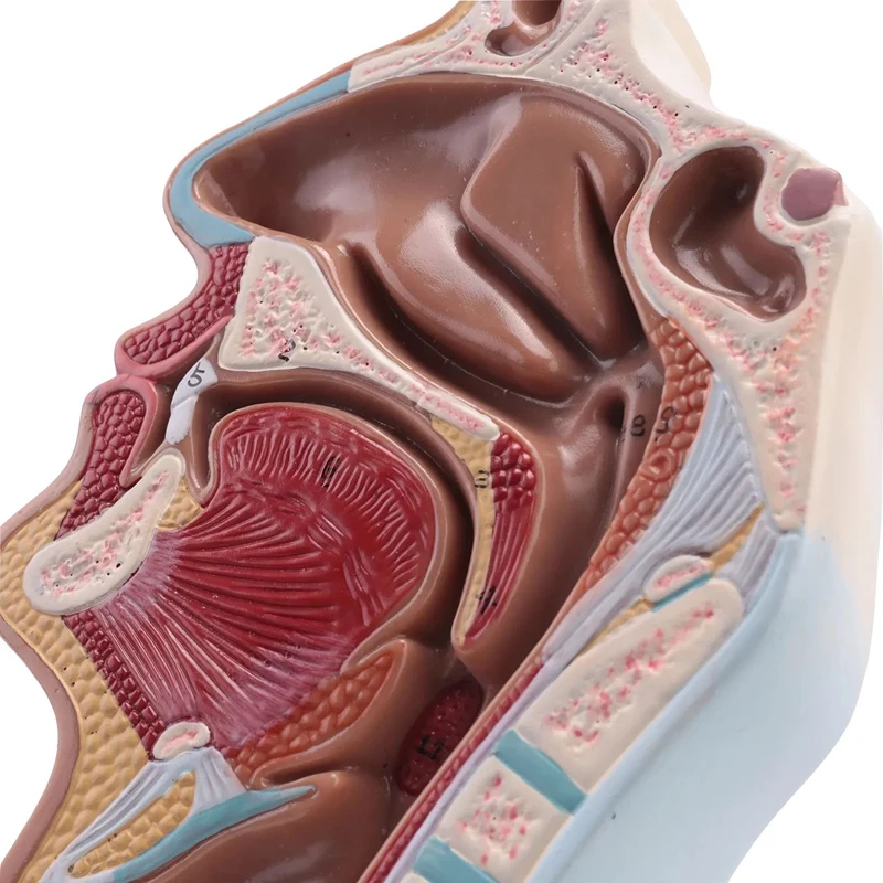 Modelo Anatômico Humano para Ensino, Garganta da Cavidade Nasal, Ciência, Exposição do Estudo