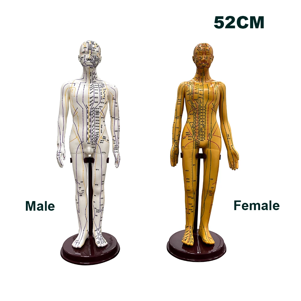 

Силиконовая модель человеческого тела 52 см с точками акупунктуры, английская версия, мужской и женский, для медицинского образования, учебное пособие по ТКМ