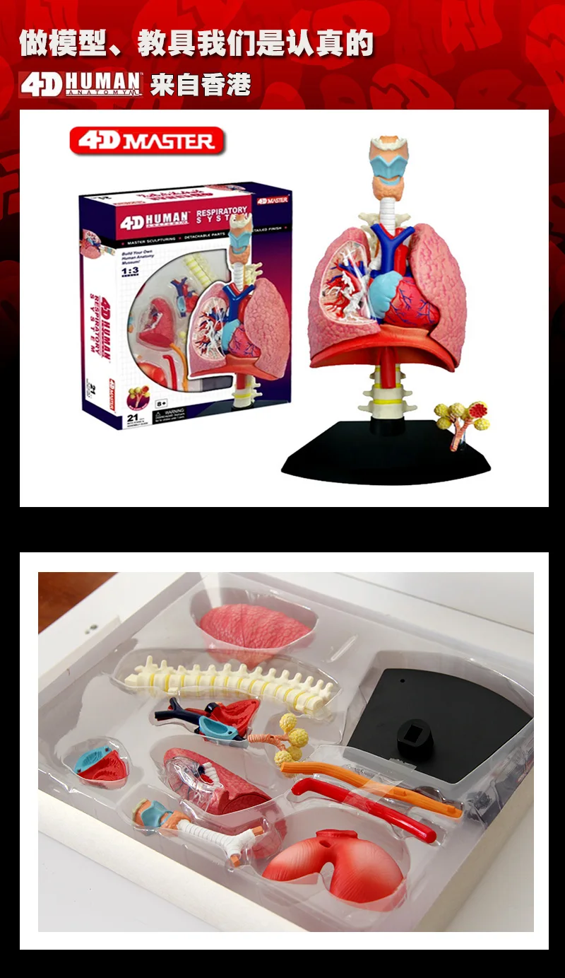 

4D Master ducational Toys Assembled Model of Human Lung Anatomy Medical Respiratory System