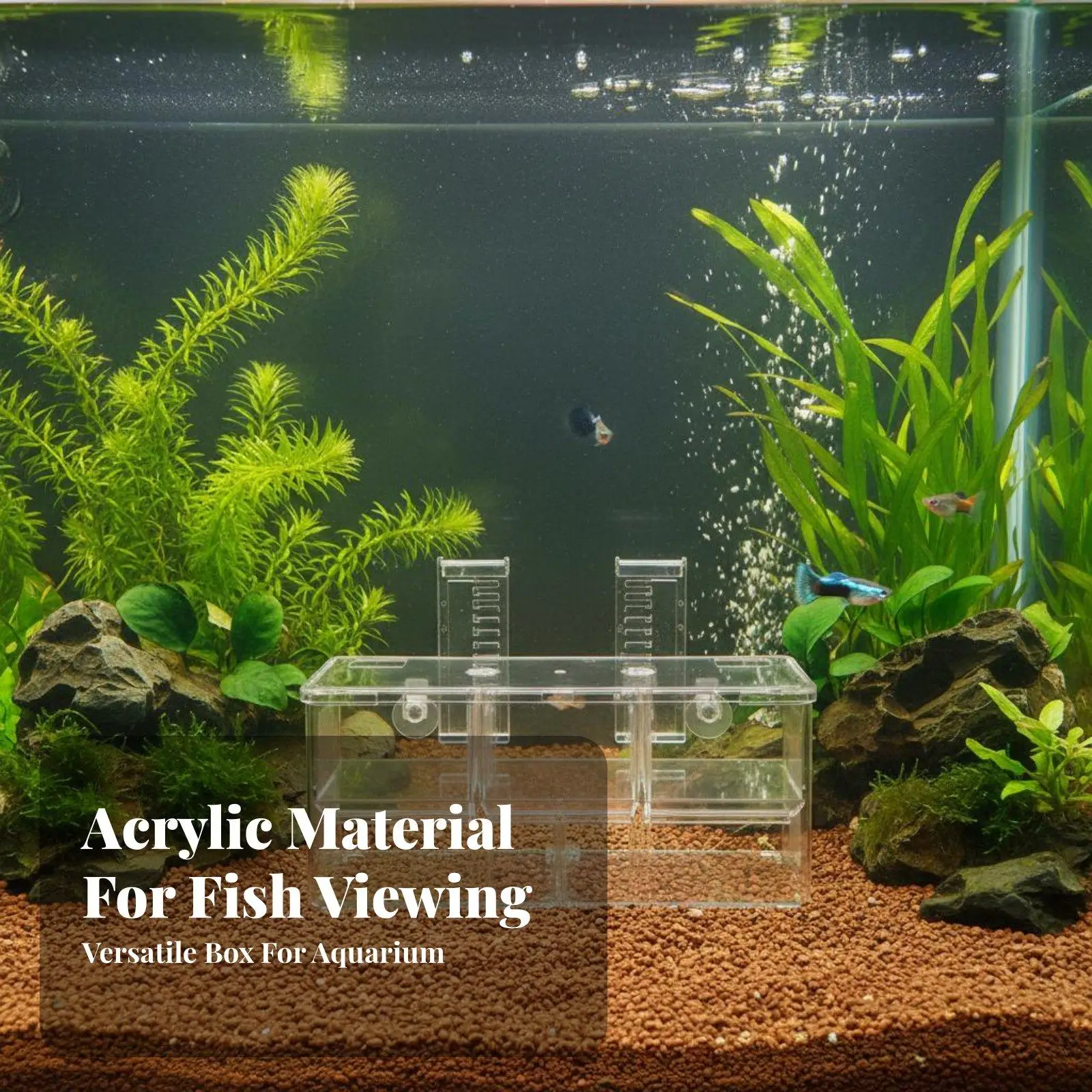 Aquarium Acrylic Breeder with V Shaped Grate for Guppy Fry Safe Hanging Fish Nursery Multi Chamber Design
