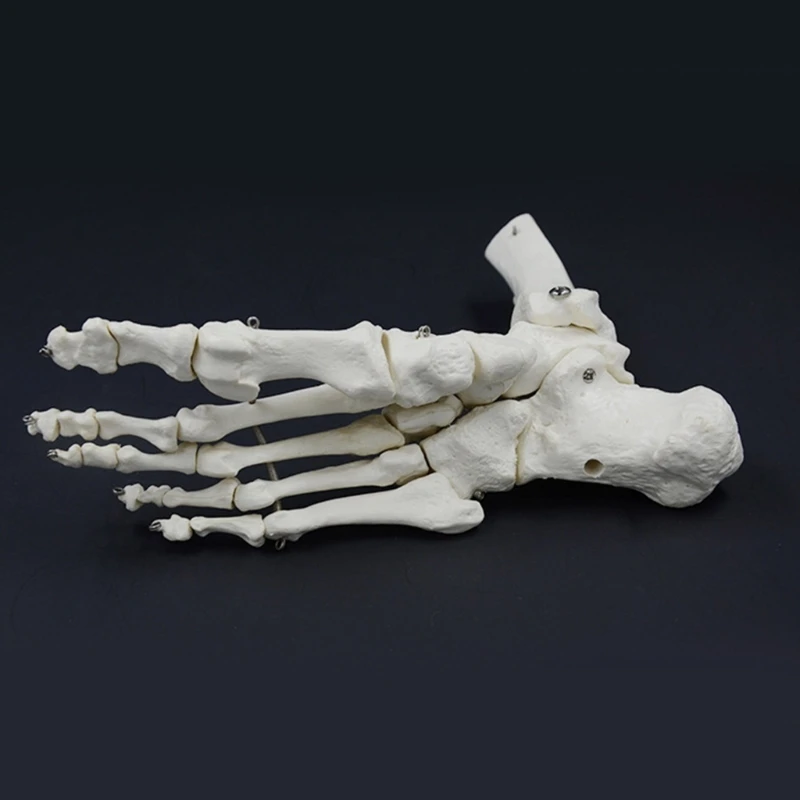 Model szkieletu ludzkiej stopy i kostki 9x7x3,5 cala Model szkieletu stawu ludzkiej stopy