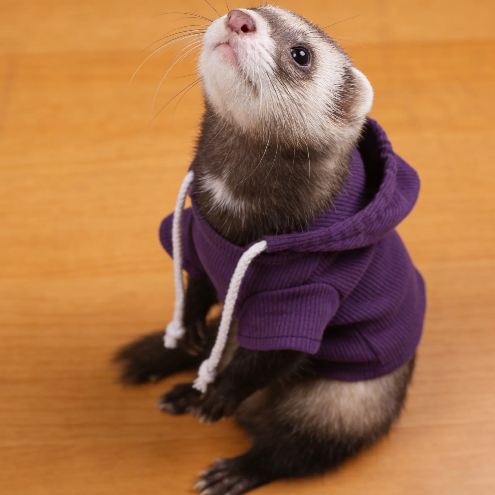 

Ferret Winter Clothes Purple Warm Hoodie Fleece Sweatshirt for Small Pets Guinea Pigs Rabbits Hamsters Ferret Stuff