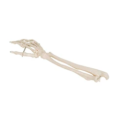 Simulation de l'os médical de la main avec ulna et modèle de rayon, os de l'avant-bras