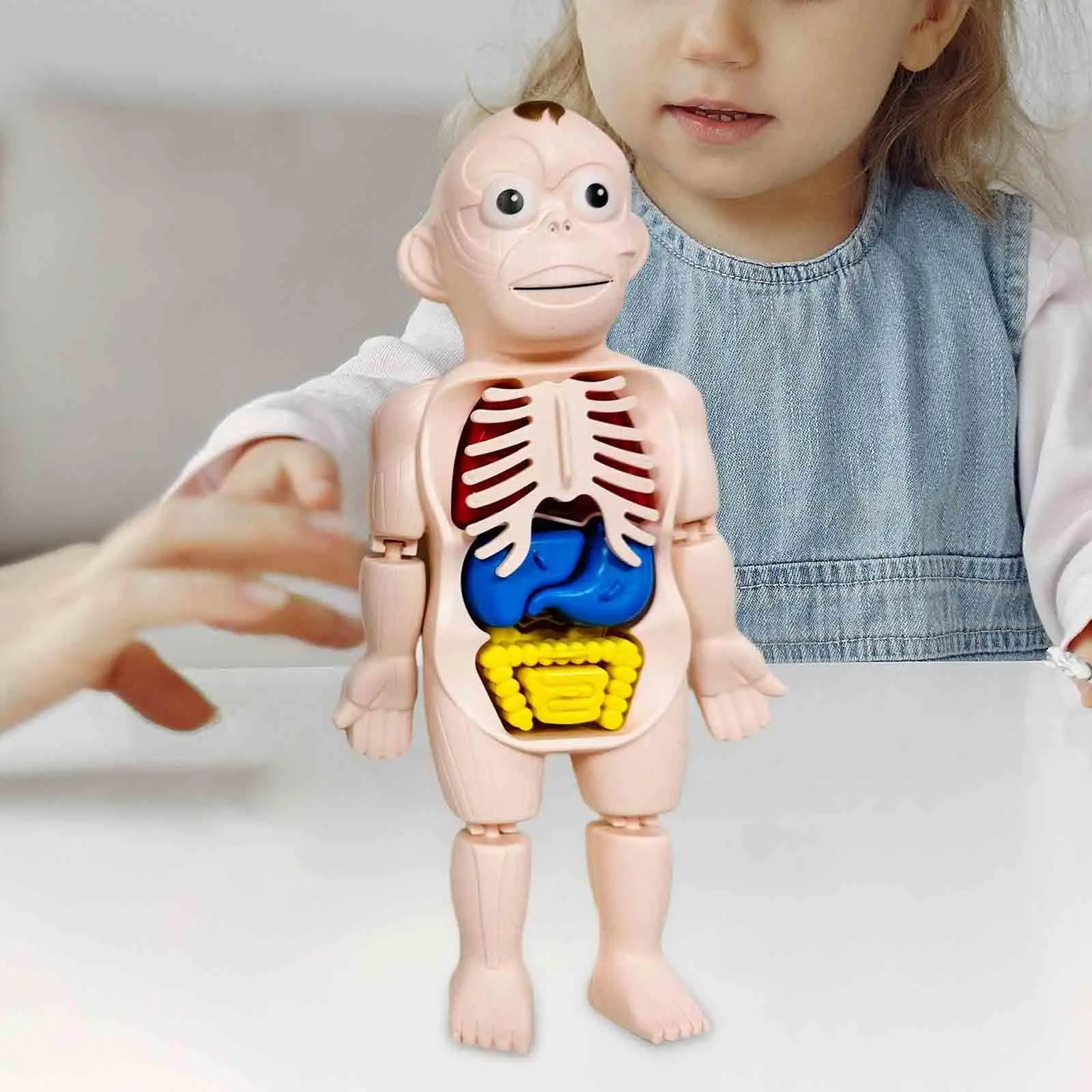 Interactive Human Model for Kids - Educational Body Parts Exploration Kit