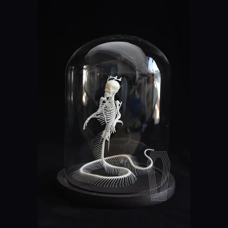 

2117 Art Skeleton Specimen Human Body Snake Tail Sculpture Animal Taxidermy Crafts Decoration Friends Birthday Creative Gifts