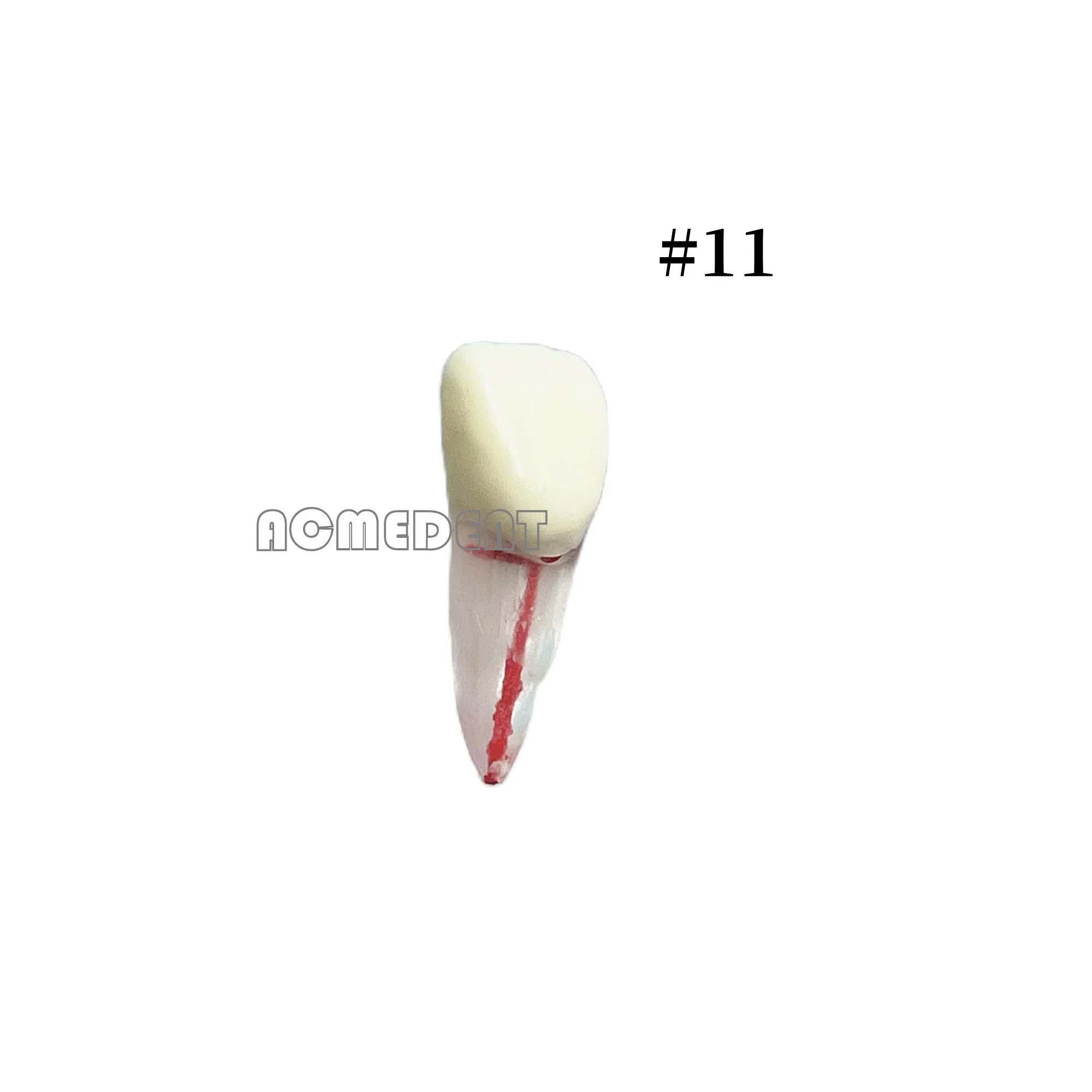 

1~50pcs Dental Teeth Study Model Endodontic Rotary Files Typodont Practice Root Canal Pulp Cavity Endo RCT Training Blocks NO.11