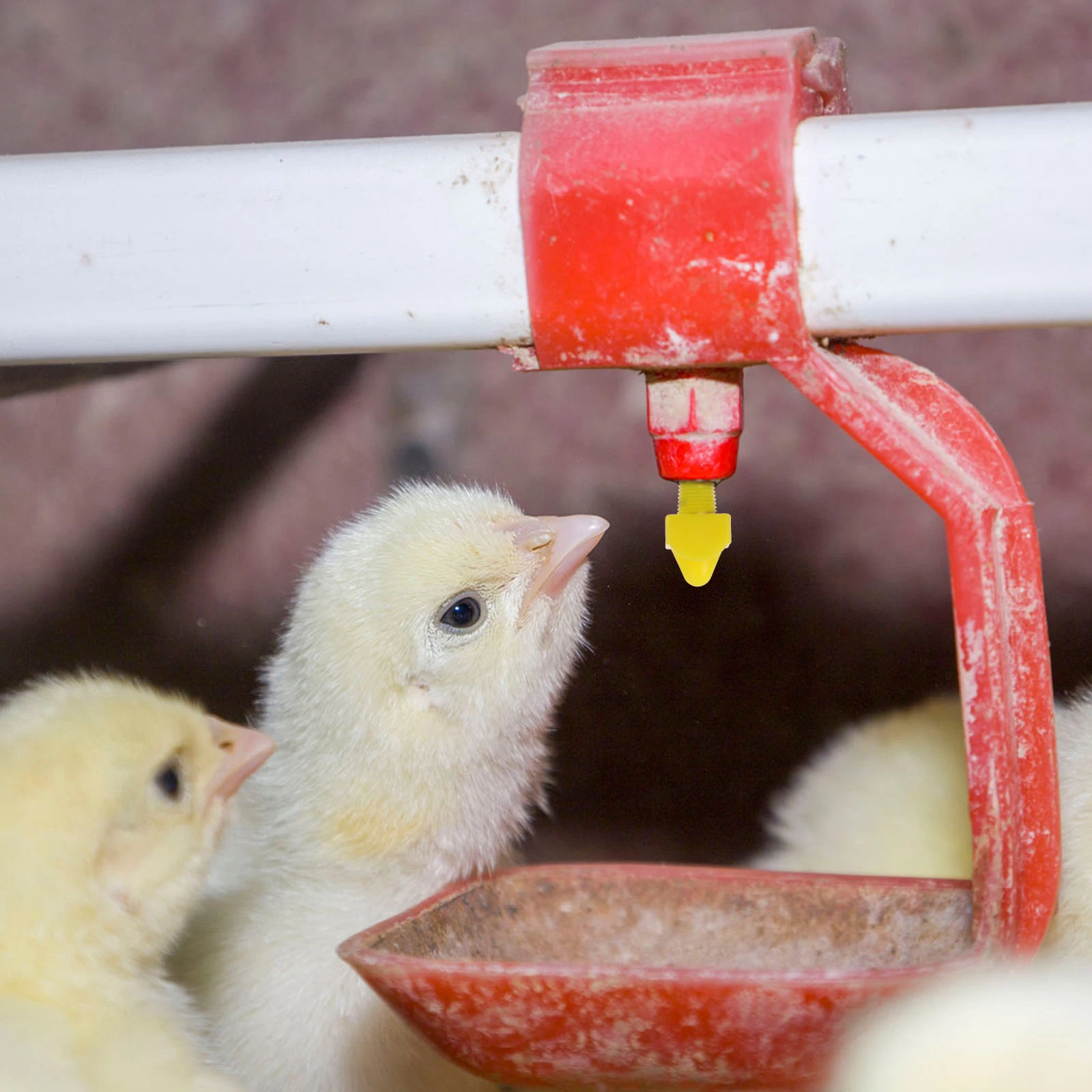 

1 set Chicken Water Nipples Automatic Poultry Drinking Nipple Plastic Farm Supplies For Bucket Tank Trough Pvc Pipe Easy Install