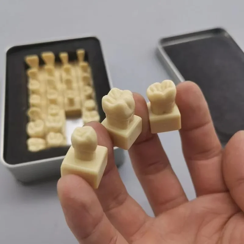 28tooth/Box 2 Times Comparison Carving Permanent Tooth Model Student Practice Study Tools Dentist Materials Dentistry Training