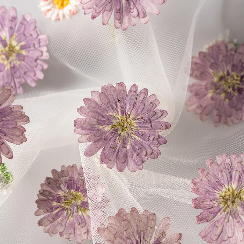 

70Pcs Double-Petaled Marguerite Dried Flower Materials DIY Real Flower Plant Specimens Dried Flower Press Flower Book Facial Decoration Dried Flowers