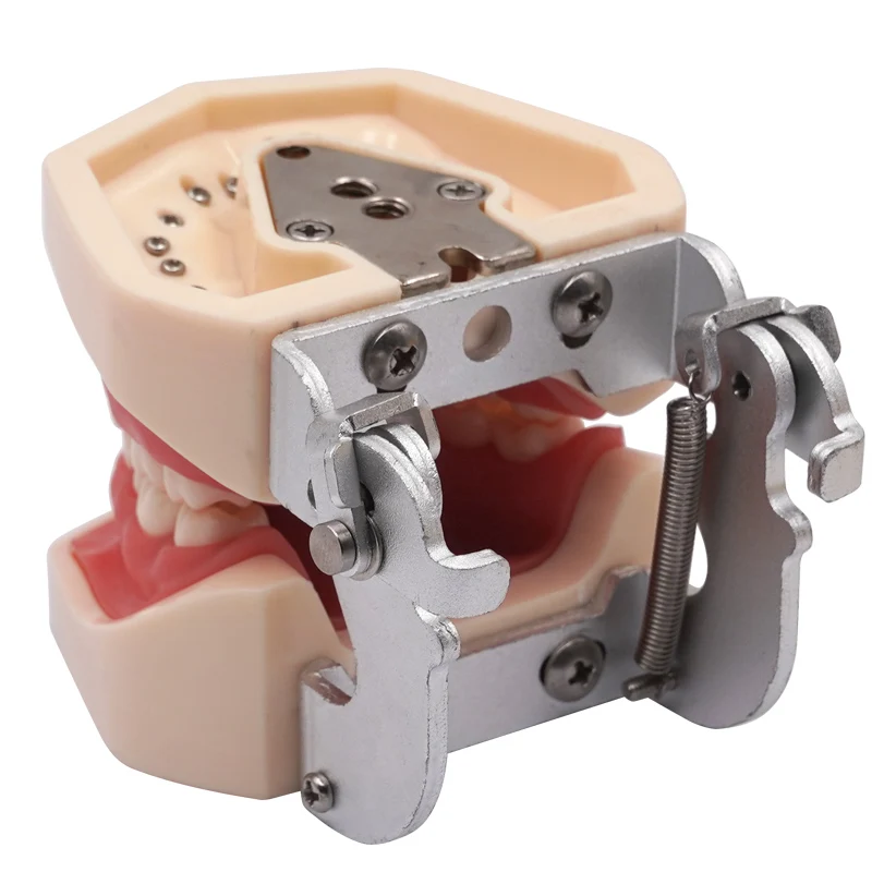 Thumbnail 3 - #9 Best Dental Teaching Models to Buy In 2026
