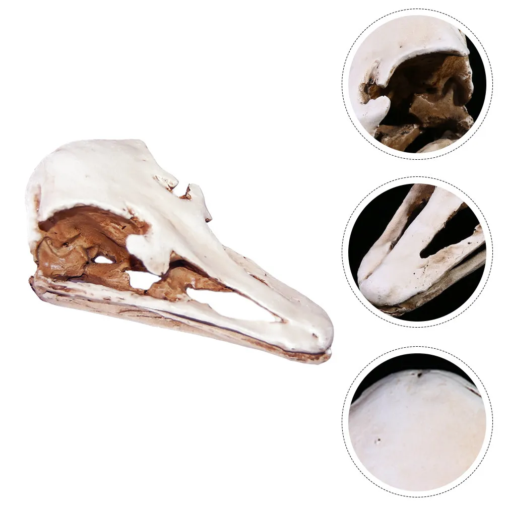 1pcs-ostrich-skull-realistic-animal-skull-decor-long-lasting-resin-ornament-for-haunted-house-party-home-bar-fish-tank