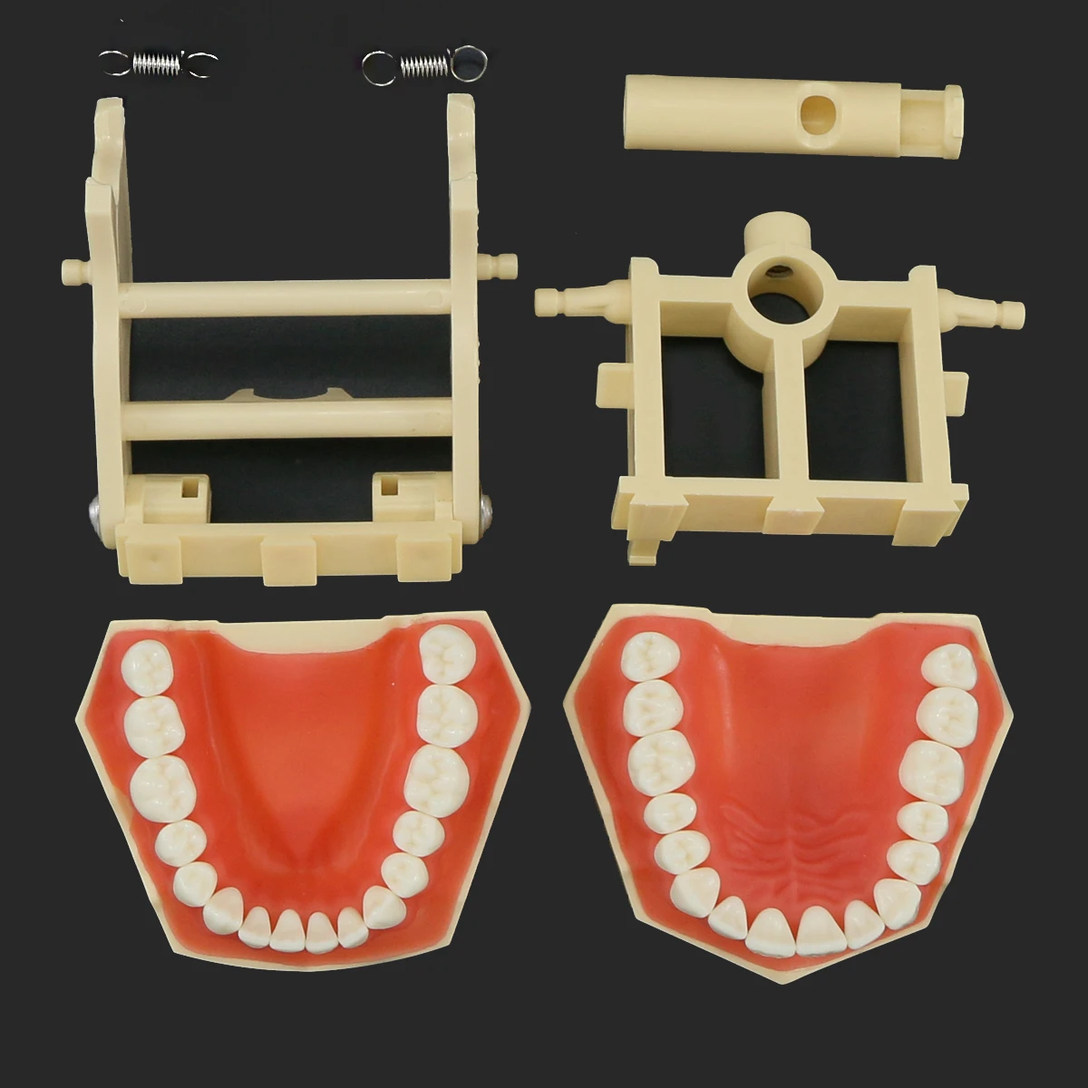 Model stomatologii zębowej zdejmowany żywiczny Model dentystyczny 28 szt. I 32 szt. Zębów pasuje do Kilgore NISSIN 200/500 typ trening dla studenta