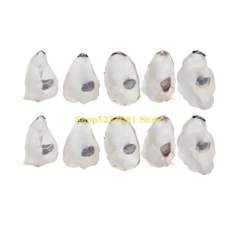 AXYC 10Pcs Concave Oysters Shell Sea Shell for Crafts Natural Oysters Shell for DIY Crafting Christmas Ornament Beach Decors