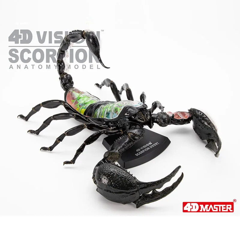 4D Vision Scorpion Anatomy Model Teaching Anatomy Model DIY Popular Science Adult Kid Toys