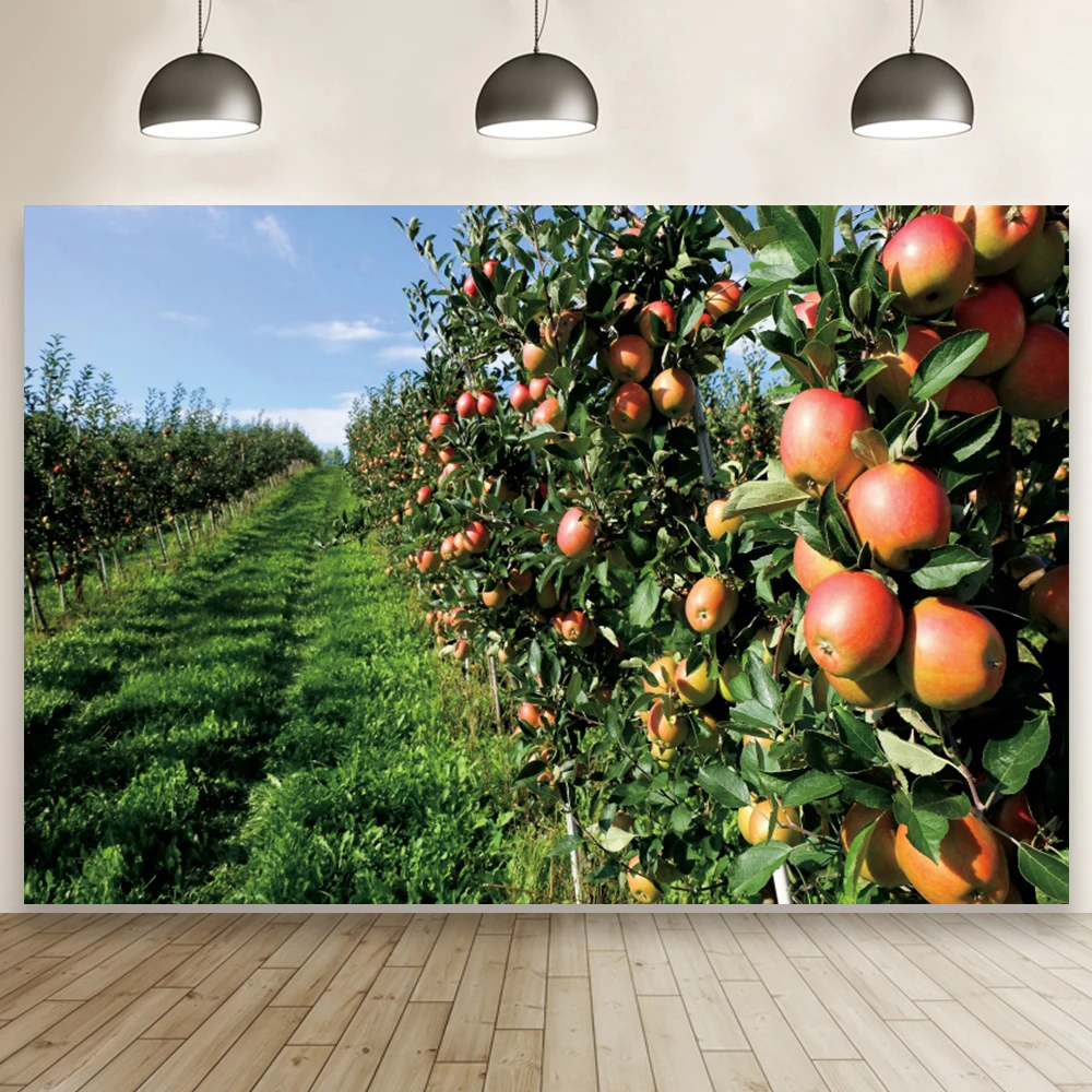 Telón de fondo de huerto, naranja, manzana, árbol, vista Natural, estudio, Retrato, fotografía, decoración de habitación, fotomatón