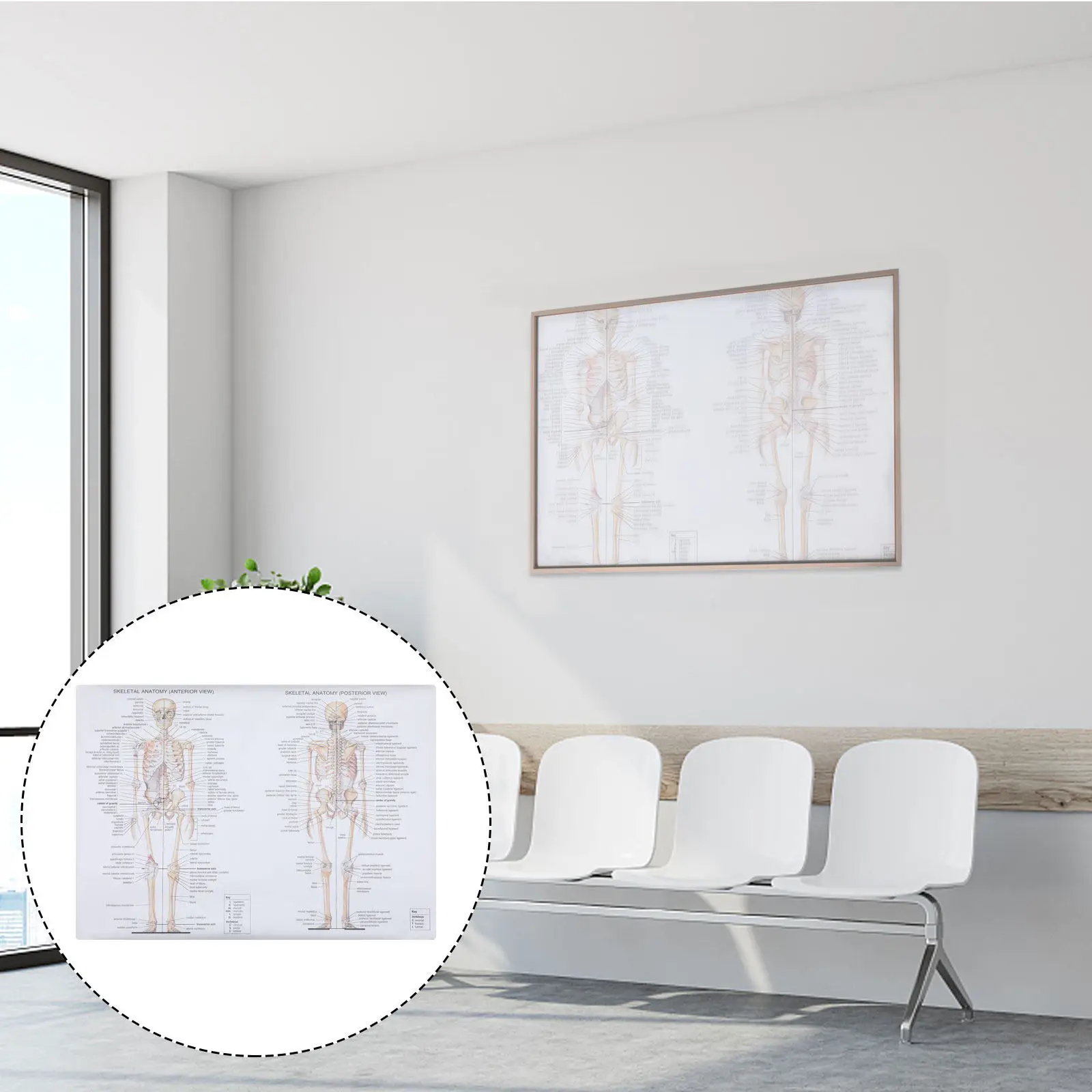 

1Pcs Human Anatomy Poster Clear Skeletal Muscle Structure Teaching Picture for School Laboratory Classroom Science Education