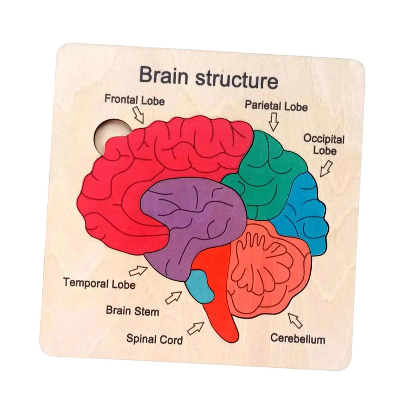 Wooden Brain Puzzle Human Brain Parts Fine Motor Skills Teaching Tool Brain Structure Puzzle Early Learning Toy for Toddlers