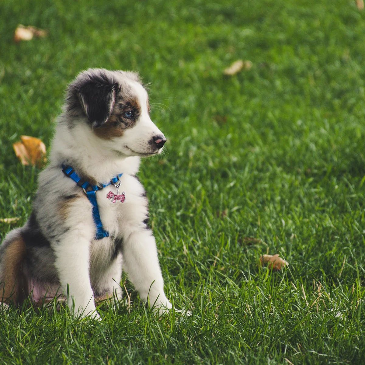 

3Pcs Dog Shaped Alloy Collar Pendant Anti-Rust Corrosion Resistant Scratch Wear Resistance Pet Id Tags Dog Collar Pendant