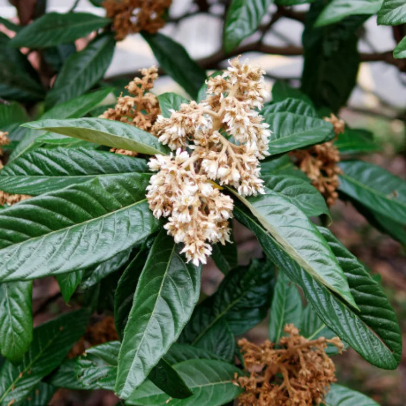 12428 12423 Upgrade-Zubehör-Kit Stoßdämpfer für Feiyue FY03 WLtoys 12428 12423 1/12 RC Buggy Autoteile