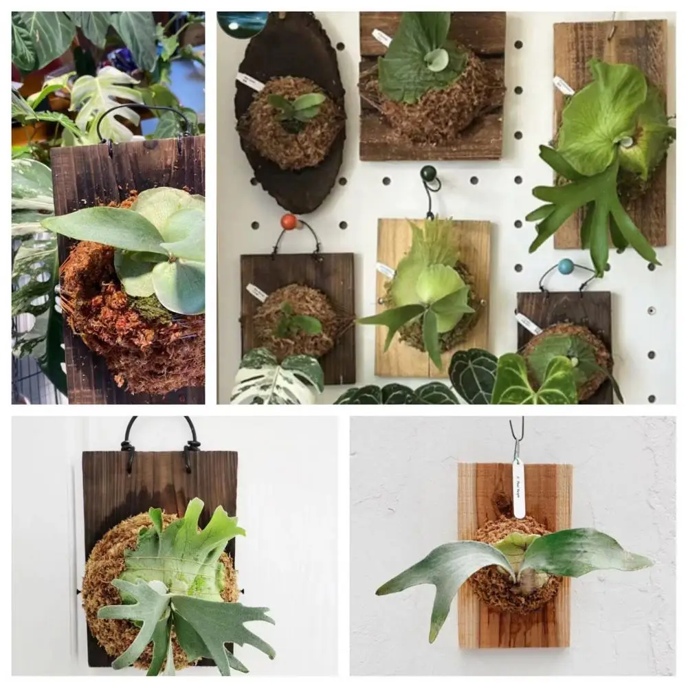 

Hanging Fern Planter Staghorn Fern Hanger Board with Pre-drilled Holes Geometric Wooden Plant Wall Mount Vertical for Home