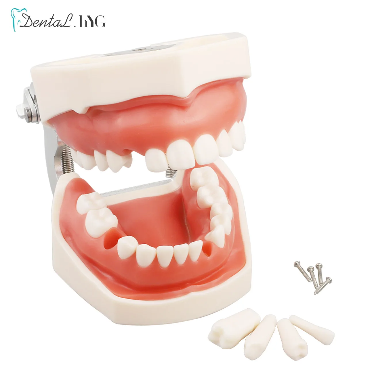 28/32pc Model zębów dentystyczne dla technika dentystycznego przygotowanie do ćwiczeń usuwalnego zęba kompatybilnego Model treningowy stomatologii