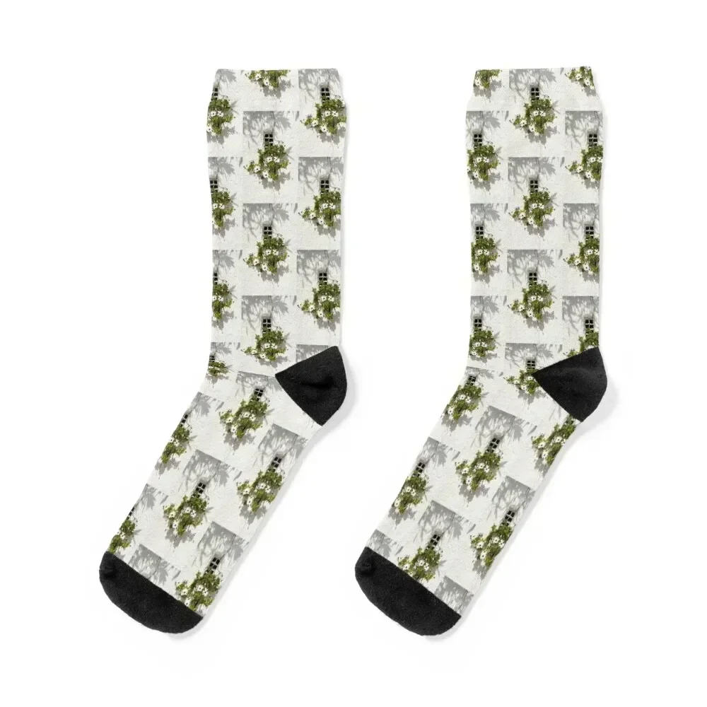 

Special Gardening Creativity - Instantly Adorable African Daisies on a Stucco Wall Socks luxe designer brand Socks Ladies Men's