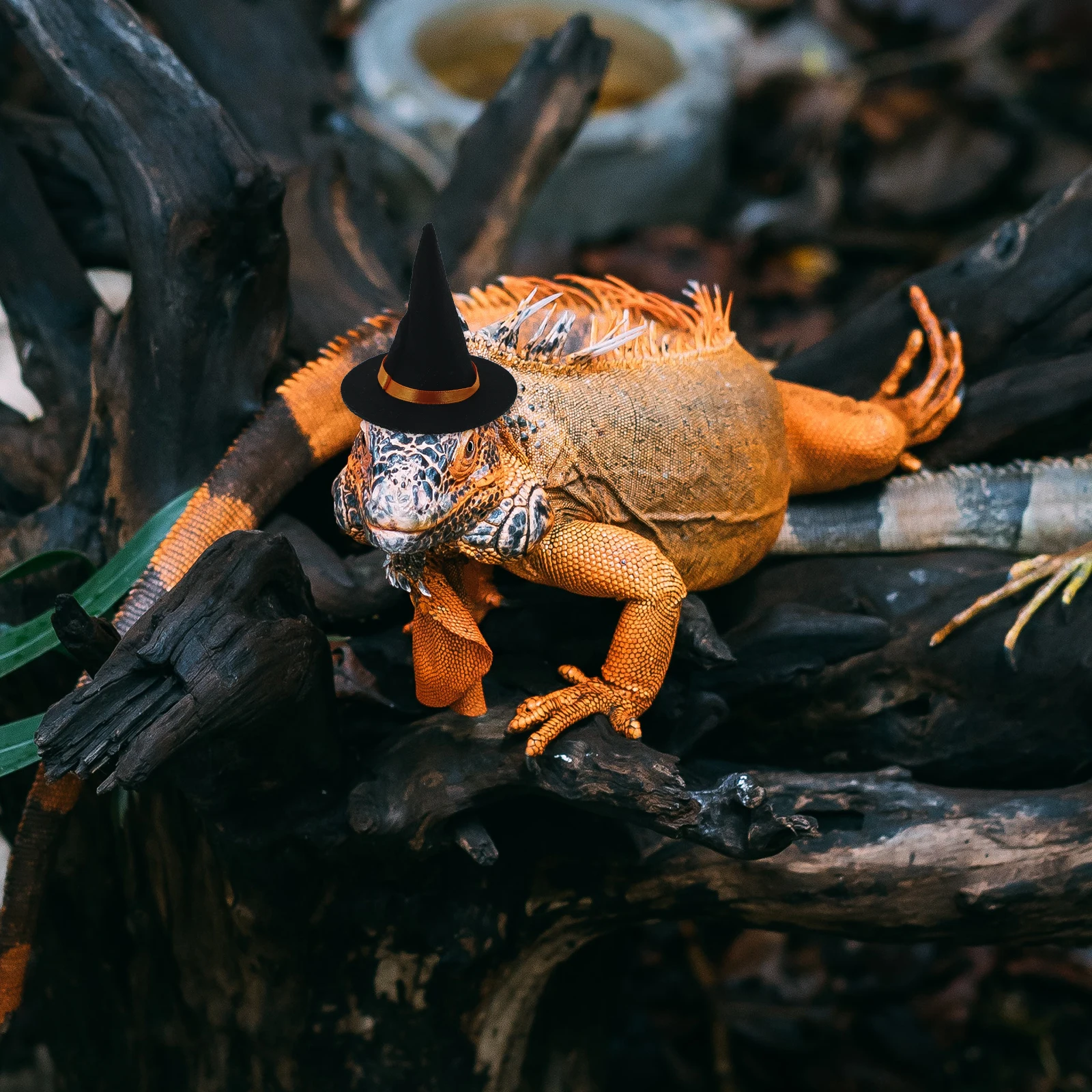 

1Set Witch Hat Halloween Pet Hat Scarf Adjustable Comfortable Dog Cat Costume Festival Accessory Halloween Pet Scarf