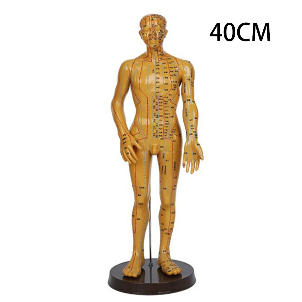 40CM/52CM Chinese Medicine Man/Woman Meridians Model Human Body Acupuncture Model Teaching Medical Education Appliances 2Color