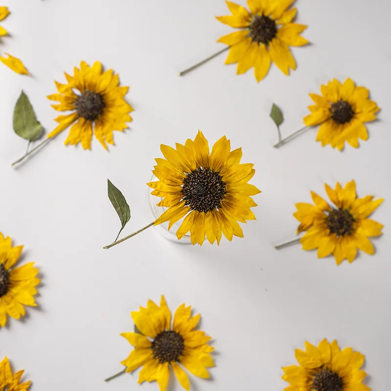2 Stück/5–6 cm Blütenkopf, Ture Pressed Mini-Sonnenblumenzweig, geprägter Pflanzen-Tropfenkleber, Handyschale, DIY-Lesezeichen, Kartenmaterial – Detail 7